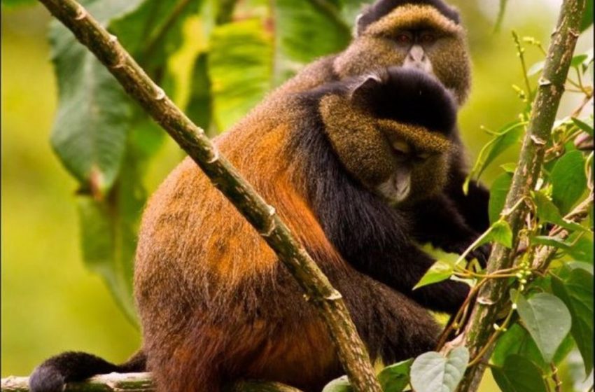  Exploring the Enigmatic World of Golden Monkeys.