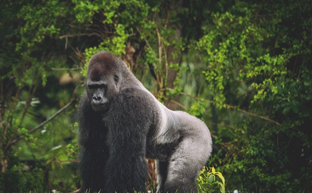 Silverback